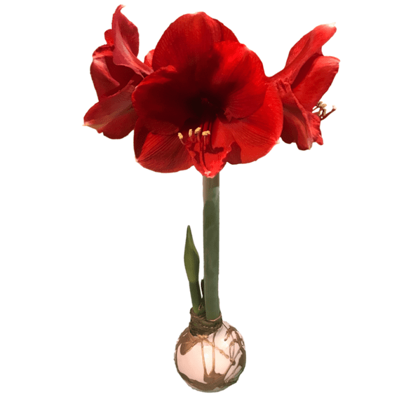 Red Lion with Gold Lacquer Splatter Waxed Jumbo Amaryllis -Holiday Blooms