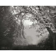 thumbnail image 2 of Geyman, Vitaly 18x15 Gold Ornate Wood Framed with Double Matting Museum Art Print Titled - Misty Arch Tree BandW, 2 of 4