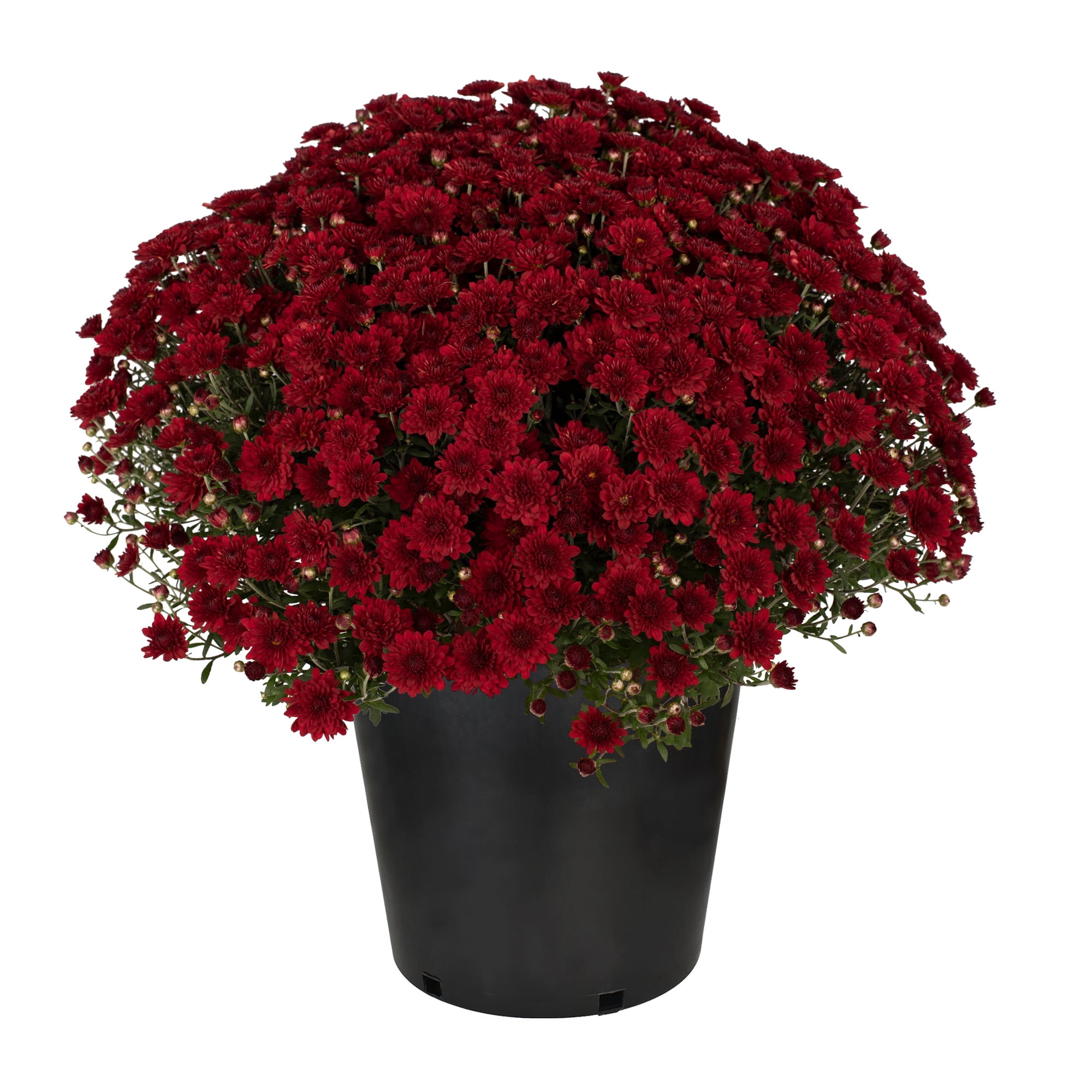 Expert Gardener Red Mum Live Plant, 3 Quart Grower Pot, Full Sun