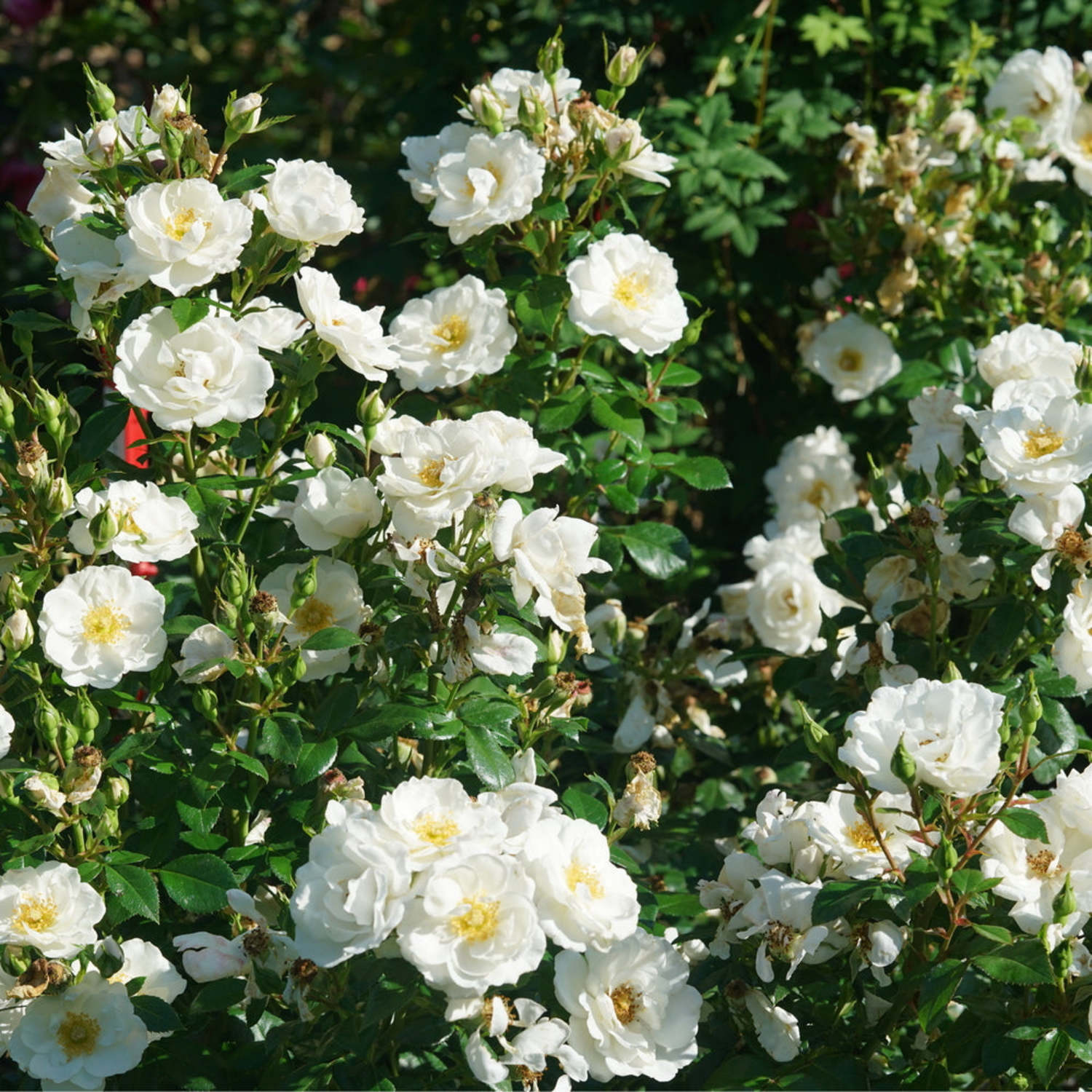 Proven Winners ColorChoice 6" White Oso Easy Ice Bay Rose Live Plant in 7.5" Pot