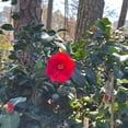 thumbnail image 5 of Greensboro Red Camellia – 3 Gallon Potted Plant, Deep Red Winter Blooms, Evergreen Flowering Shrub, 5 of 6