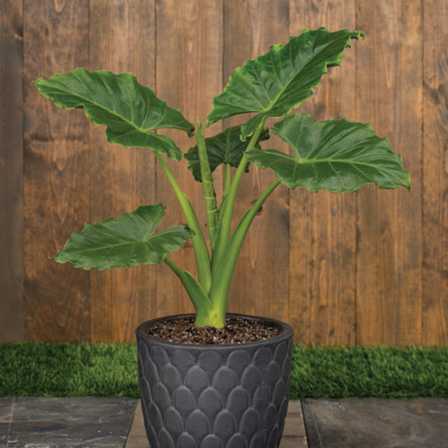 Proven Winners 5" Emerald Isle Elephant Ear Live Plant in 4.5" Pot