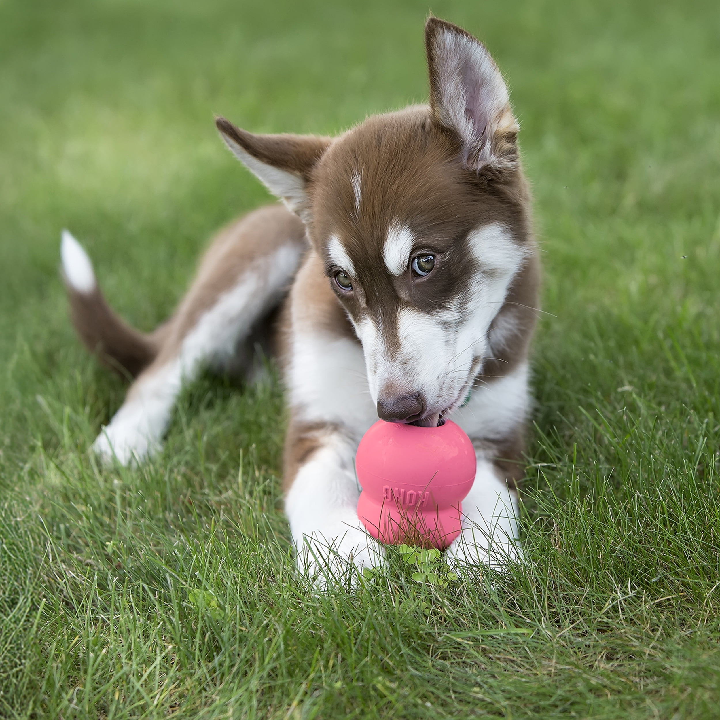 KONG® Classic Rubber Puppy Dog Toy for Beginner Chewers, Pink, Medium for Dogs Between 15-35 lbs