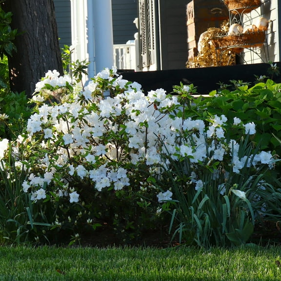 3 gal Azalea Delaware Valley White Live Shrub with Partial Shade