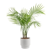 Free Shipping! Costa Farms Live 42-inch Tall, Easy to Grow Clean Air ...
