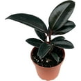 thumbnail image 5 of House Plants Low Light 4" Tropical Live Plants in 4" Pots (4 Count), Low Maintenance, 5 of 5