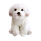 thumbnail image 1 of Animales de peluche Juguete de peluche Perro de peluche Adorable Perro de peluche Precioso juguete de peluche Regalo de cumpleaños para niños, 1 of 6