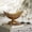 Bronze Ornate Scroll Floral Oval 18" x 8" x 11", variant on DecMode 8" Oval Ornate Floral Bronze Polystone Decorative Bowl