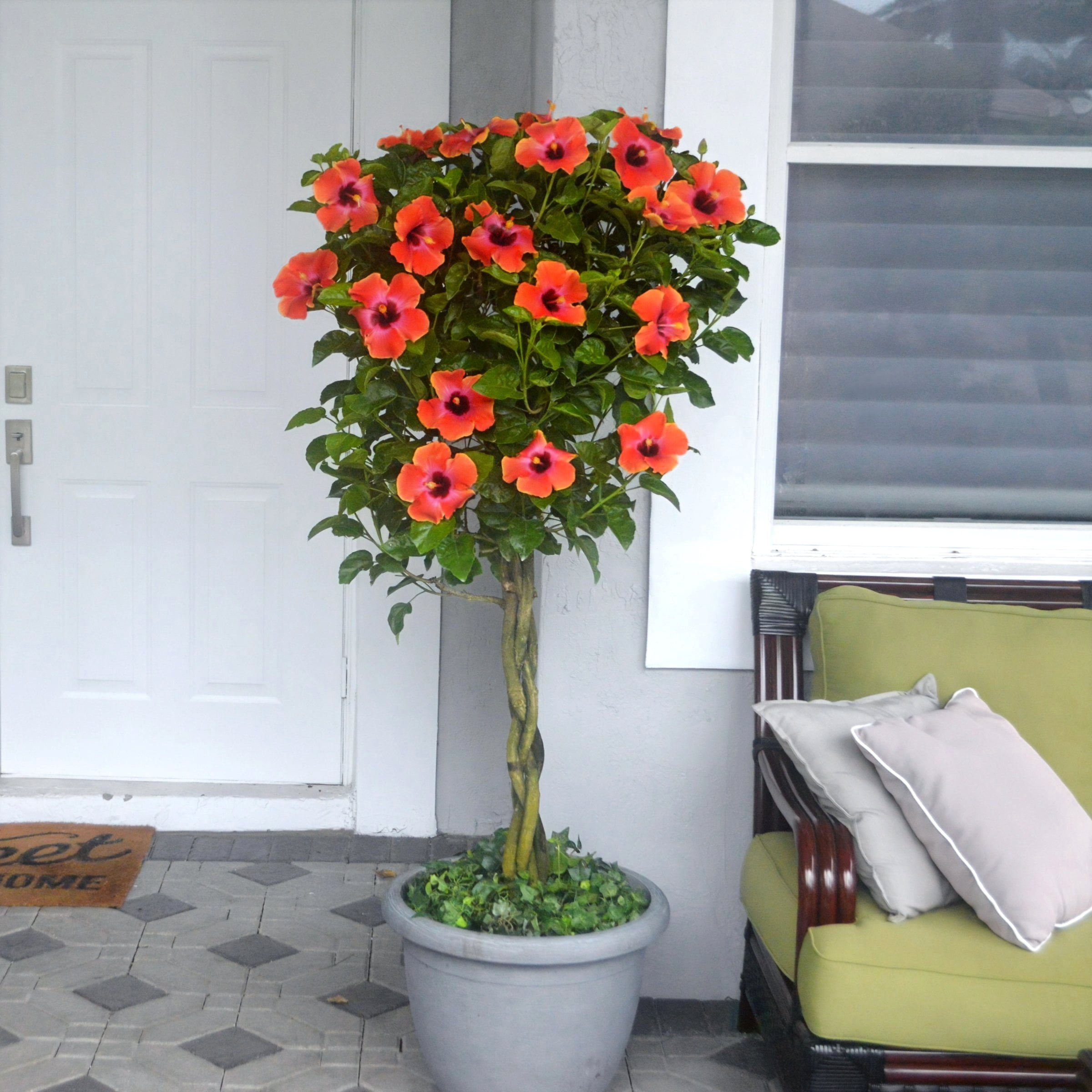 2 gal. Hibiscus Fiesta Braided Live Annual Tree with Multicolor Flowers