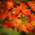 thumbnail image 2 of CZ Grain 3 Sugar Maple Tree Plant Seeds, Easy Growing, 2 of 4