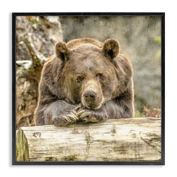 Stupell Industries Traditional Bear Resting on Log Black Framed Giclee Art, 24 x 24, by Kim Allen