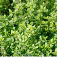 thumbnail image 6 of Set of 2 Lemon Thyme Live Plants 4-6 Inch Tall, Fragrant Culinary Herb for Indoor Herb Gardens, Patio Pots & Outdoor Planting, 6 of 6