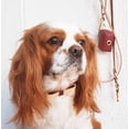 thumbnail image 4 of Dog Collar (Pack of 1), 4 of 9