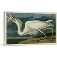 thumbnail image 1 of ARTCANVAS Great White Heron Canvas Art Print by John James Audubon - Size: 60" x 40" (1.50" Deep) (3-Piece), 1 of 9