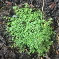 thumbnail image 2 of Elfin Thyme&ndash;Low&ndash;Growing Ground Cover&ndash;Aromatic Foliage  1 Gallon, 2 of 12