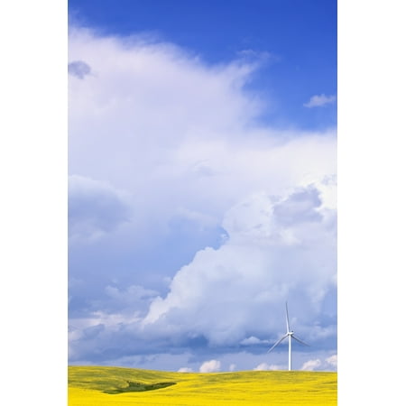 Wind Turbines Design - Storm Clouds Over Canola Field With Wind Turbine St Leon Manitoba Stretched Canvas - Ken Gillespie Design Pics (11 x 17)