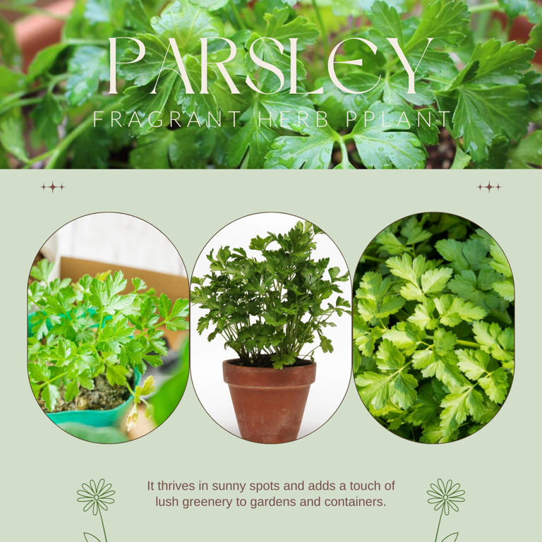 outdoor jade plant Explore Our Jade Pothos in Trellis