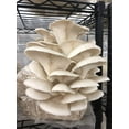 thumbnail image 4 of Mushroom Media Online 100% Soy Hull Mushroom Pellets - Growth Substrate; 20lbs, 4 of 8