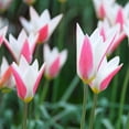 thumbnail image 5 of Easy to Grow Tulip Lady Jane 10 Plant Bulbs Species Group, Spring Zones 3-8, 5 of 5