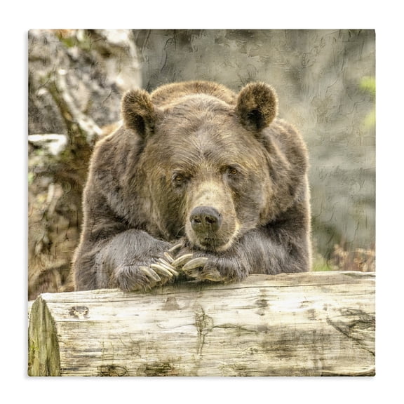Stupell Industries Traditional Bear Resting on Log Canvas Art, 24 x 24, by Kim Allen