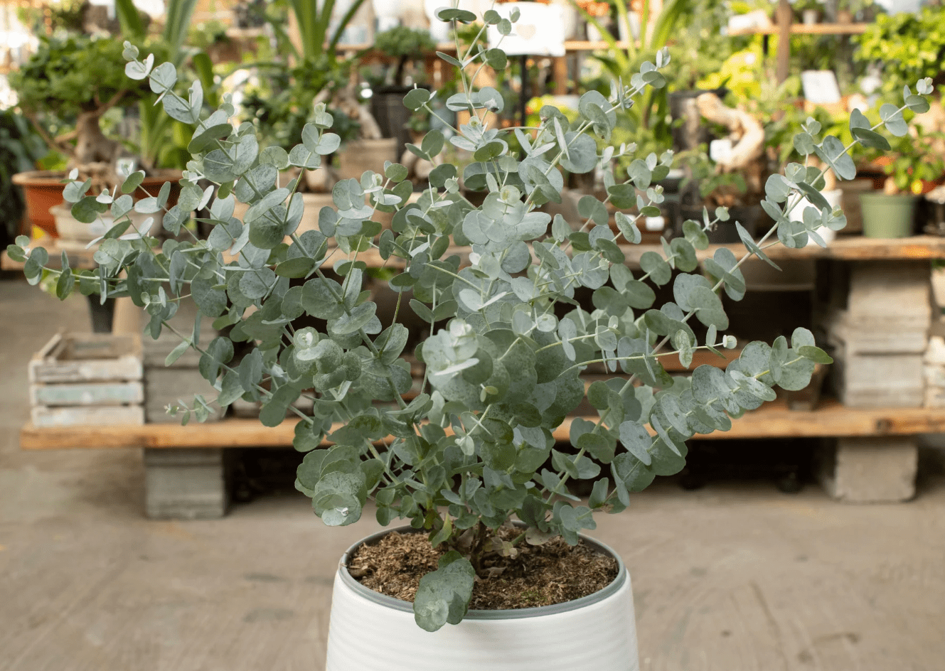 Silver Dollar Eucalyptus Live Plant, 5–7 Inch Tall Starter, Fragrant Eucalyptus Tree for Indoor or Outdoor Planting