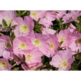 thumbnail image 4 of 1000 Showy PINK EVENING PRIMROSE (Pink Ladies / Mexican Evening) Oenothera Speciosa Flower Seeds, 4 of 9