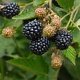 thumbnail image 5 of 2 Ouachita Blackberry Plants Live, Fruit Berry Bush, 4-7 Inch Tall, 5 of 5