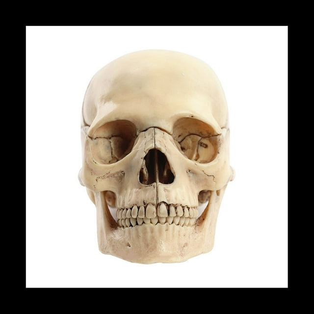 modelo de cuerpo humano de cráneo modelo educativo de cráneo 1:2 para el modelo de ensamblaje del estudio de enseñanza del estudiante, color primario — vista frontal centrada de cráneo didáctico 1:2 desmontable en color primario que muestra suturas craneales, cavidades orbitarias, cavidad nasal y dentición completa; tamaño aprox. 14.6x10.2x8.7 cm, ideal para clases, demostraciones y estudio portátil.