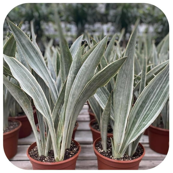 Sayuri Snake Plant-Sansevieria 'Sayuri'-Elegant Houseplant  10" Pot
