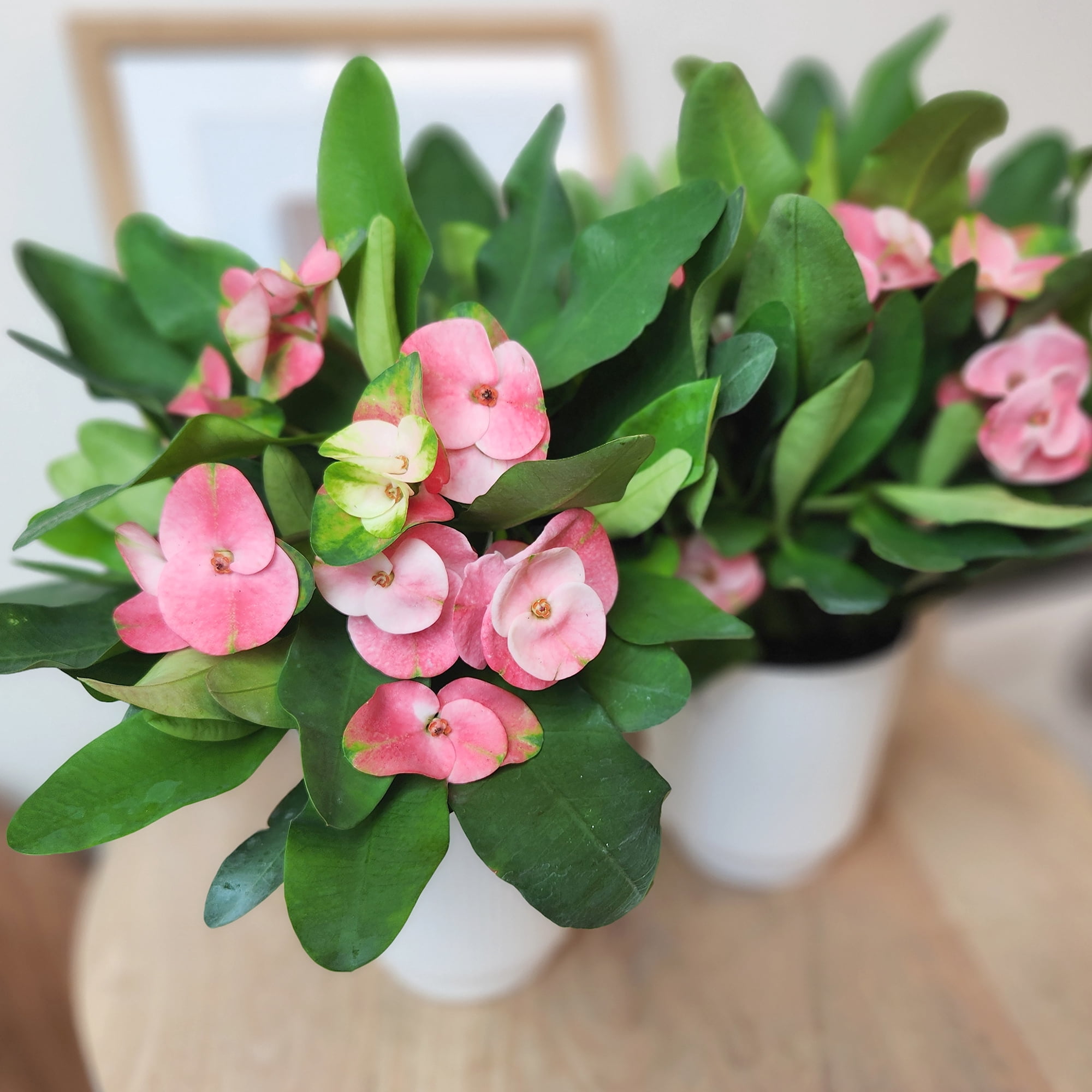 Altman Plants Pink Crown of Thorns Plant (Euphorbia Milii) in 4.25" White Planter