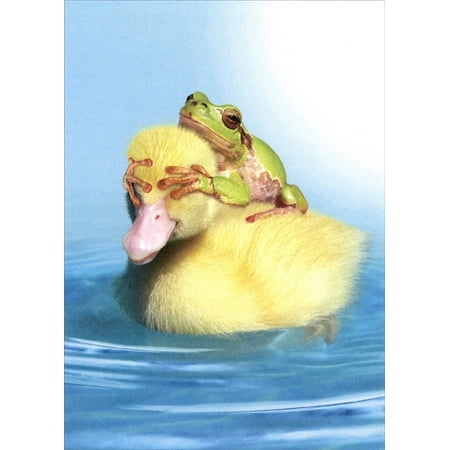 - Tree-Free Greetings Duck Duck Frog Funny / Humorous Birthday Card