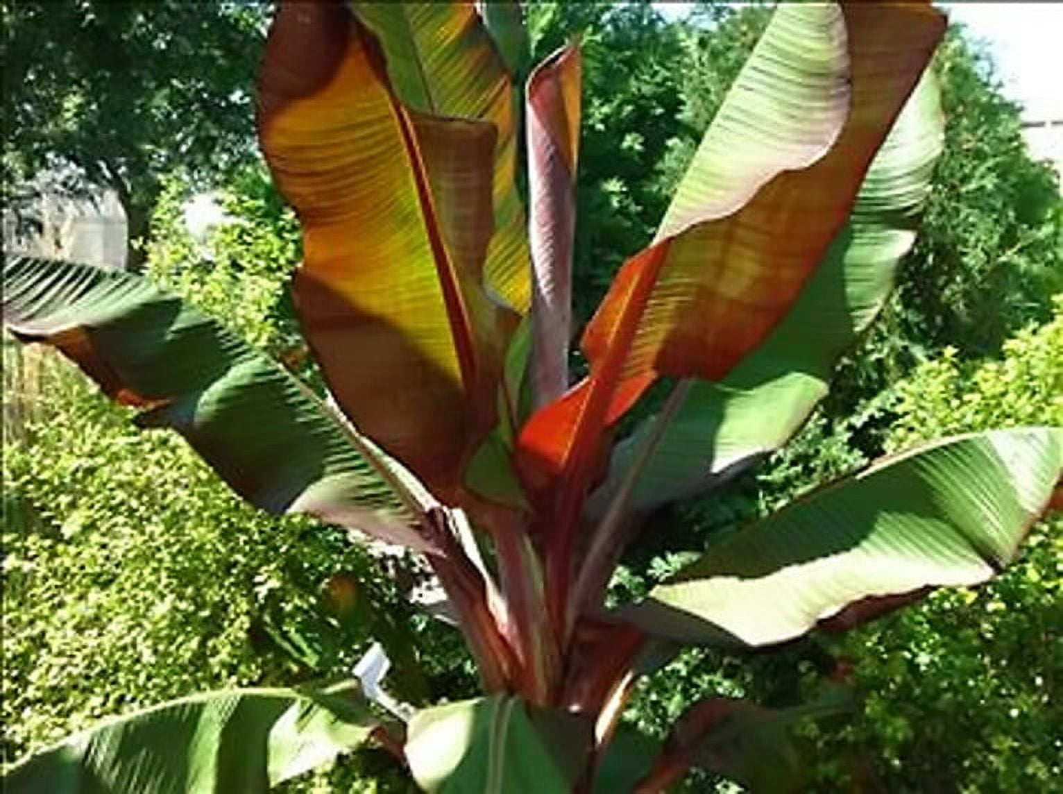 Ensete Maurelii – Red Abyssinian Banana – Cold Hardy Tropical Banana Plant