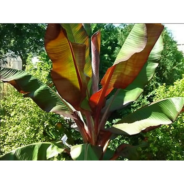 where to buy a money tree Pachira Stump Money Tree
