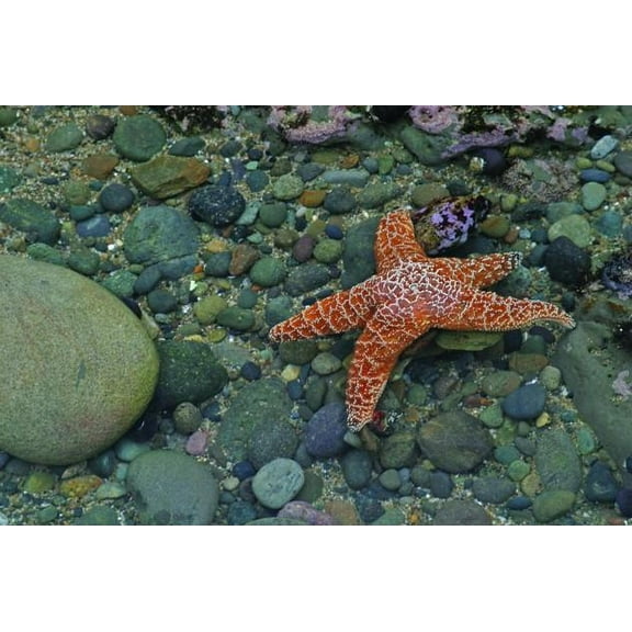 Hogan Starfish Wall Decal
