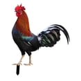 thumbnail image 3 of Gallo Animal Estatua Estacas Pollo Escultura Acrílico Realista Piso Decoración Jardín Estacas Adornos para granja Césped Patio al aire, 3 of 8