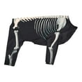 thumbnail image 3 of Disfraz de esqueleto de perro para Halloween, ropa para cachorros y gatitos, para jugar al aire libre y vacaciones. M, 3 of 8