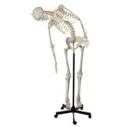 Axis Scientific Flexible Life-Size Skeleton Model, 5' 6" Anatomically Correct Skeleton, 206 Bones, Interactive Medical Replica, Includes Adjustable Rolling Stand, Dust Cover and 3 Year Warranty