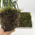 thumbnail image 5 of Musgo de bosque seco de 3 cuartos de galón: ideal para plantas de orquídeas en macetas, musgo de terrario, musgo de reptiles: totalmente natural, fresco con olor a bosque., 5 of 5