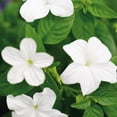 thumbnail image 6 of Proven Winners 4" White Endless Flirtation Bush Violet Live Plant in 4.25" Pot (4 Count), 6 of 8