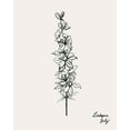 thumbnail image 2 of Popp, Grace 20x24 Black Ornate Wood Framed with Double Matting Museum Art Print Titled - Annual Flowers VII, 2 of 4