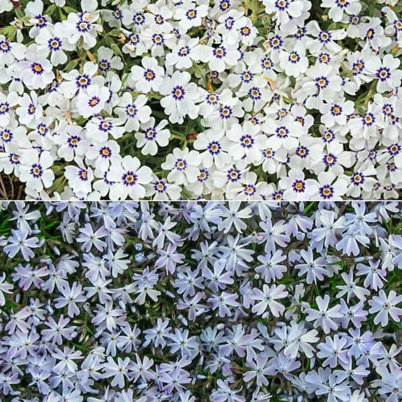 50 Delft Blue Phlox Seeds