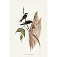 thumbnail image 2 of Gould, John 11x14 Black Modern Framed Museum Art Print Titled - Tree Martin-Collocalia arborea, 2 of 4