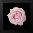 thumbnail image 2 of Allen, Kimberly 12x12 Black Modern Framed Museum Art Print Titled - Perfume Roses 2, 2 of 5