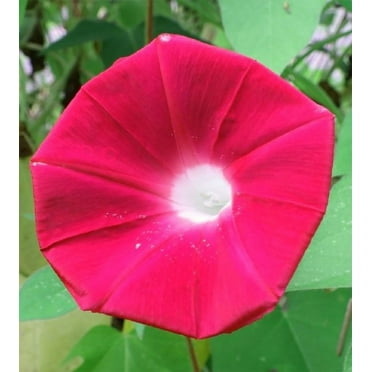 Scarlet O' Hara Morning Glory 100  Seeds, Beautiful Season Long Blooms