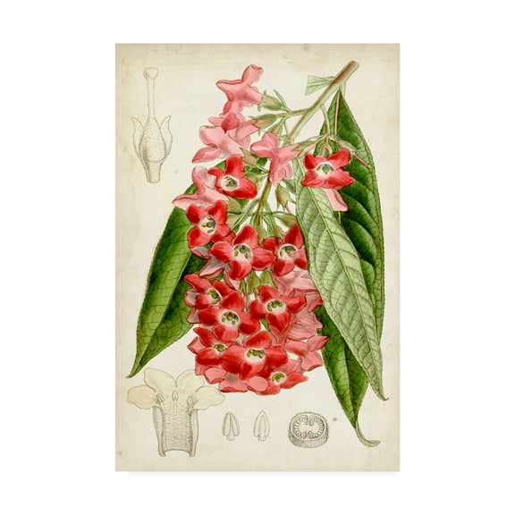 Trademark Fine Art 'Tropical Gems IV' Canvas Art by Curtis