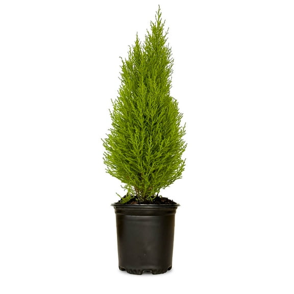 Expert Gardener Lemon Cypress Tree 'Wilma Goldcrest' (2.5 Quart) Fragrant Evergreen, Full Sun, Indoor, Outdoor Plant