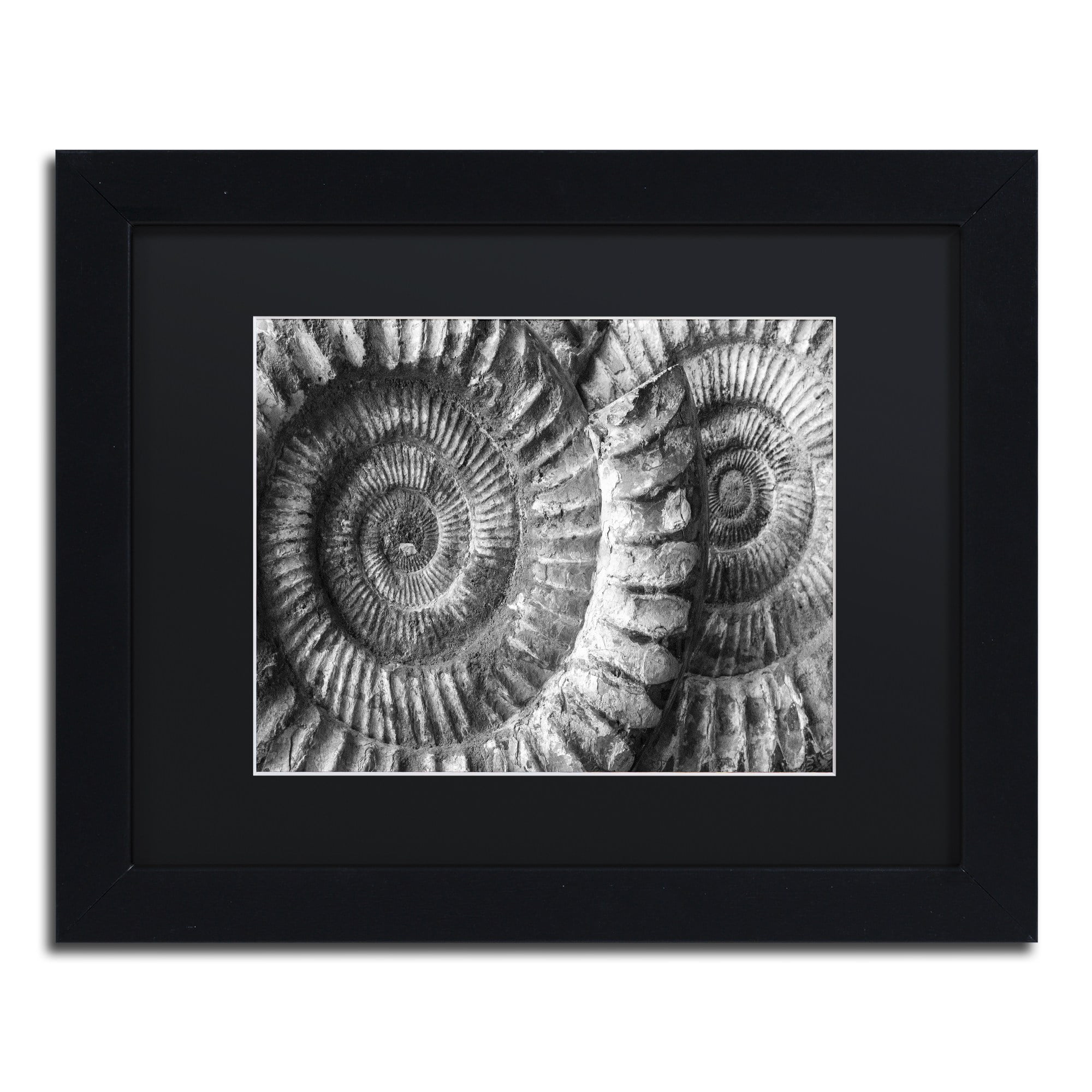 Moises Levy 'Amonita 3' Black Matted Framed Art