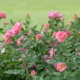 thumbnail image 5 of Direct Gardening Pink Flowering Freedom Shrub Rose Plant, 5 of 6