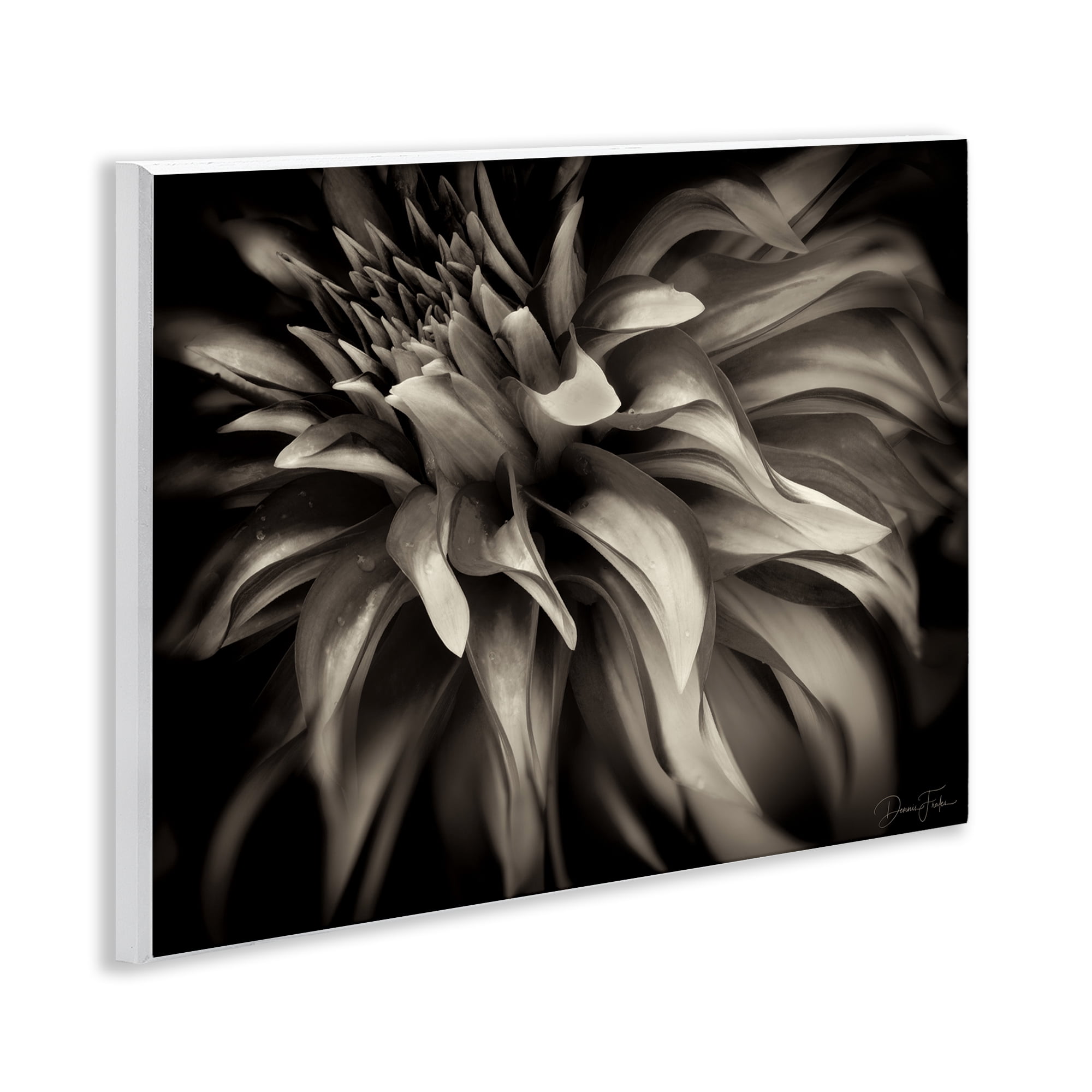 Stupell Industries Dark Curling Chrysanthemum Botanical & Floral Photography Unframed Art Print Wall Art, 14 x 11
