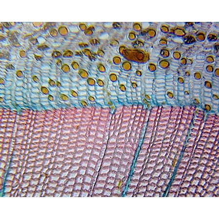 Pine Mature Stem; Showing Annual Rings and Resin Ducts; Cross Section by Go Science Crazy price history on PriceWatchPro